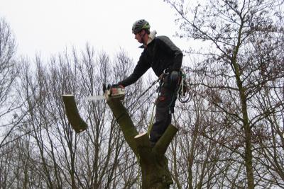 Bomen snoeien